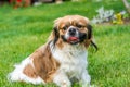 Pekingese dog Royalty Free Stock Photo