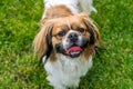 Pekingese dog Royalty Free Stock Photo