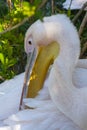 The young pelican hid his head under the wing Royalty Free Stock Photo