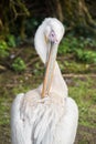 Pelican preening feathers Royalty Free Stock Photo