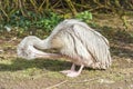 Young pelican preening Royalty Free Stock Photo