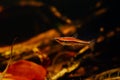 Pencilfish, popular schooling species in biotope design aquarium, neon glowing colors in low light with brown tannin stained water