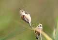 Young pendulin tits hang on a thin branch of reeds