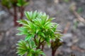 Young peony plant in the garden