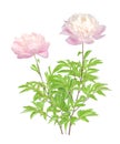 Young peony tree