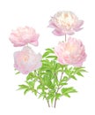 Young peony tree