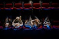 Young people in the movie theater Royalty Free Stock Photo