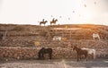 Young people riding horses doing excursion at sunset - Wild couple having fun in equestrian ranch - Training, culture, passion,