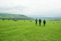 Young people walk in a green field where cows are pasture