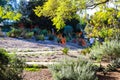 Young people walking along a path in the garden near orange and lush green plants and trees Royalty Free Stock Photo