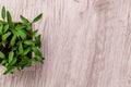 Young pepper, basil, microgreen seedlings in plastic reusable pot with small shovel rake on windowsill. Green vegetable Royalty Free Stock Photo