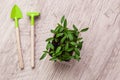 Young pepper, basil, microgreen seedlings in plastic reusable pot with small shovel rake on windowsill. Green vegetable Royalty Free Stock Photo