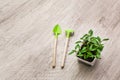 Young pepper, basil, microgreen seedlings in plastic reusable pot with small shovel rake on windowsill. Green vegetable Royalty Free Stock Photo