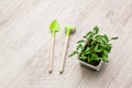 Young pepper, basil, microgreen seedlings in plastic reusable pot with small shovel rake on windowsill. Green vegetable Royalty Free Stock Photo