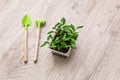 Young pepper, basil, microgreen seedlings in plastic reusable pot with small shovel rake on windowsill. Green vegetable Royalty Free Stock Photo