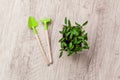 Young pepper, basil, microgreen seedlings in plastic reusable pot with small shovel rake on windowsill. Green vegetable Royalty Free Stock Photo