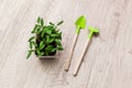 Young pepper, basil, microgreen seedlings in plastic reusable pot with small shovel rake on windowsill. Green vegetable Royalty Free Stock Photo