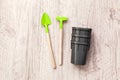 Young pepper, basil, microgreen seedlings in plastic reusable pot with small shovel rake on windowsill. Green vegetable Royalty Free Stock Photo