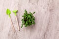 Young pepper, basil, microgreen seedlings in plastic reusable pot with small shovel rake on windowsill. Green vegetable Royalty Free Stock Photo