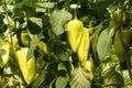 young pepper grows on a bush with a large harvest in the garden Royalty Free Stock Photo