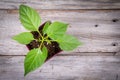 Young pepper plant growing in pot