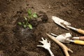 A young pepper plant has just been planted in the ground. Next to it are the agricultural tools on the excavated soil Royalty Free Stock Photo