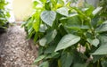 Young pepper plants with green leaves growing in the summer in the garden in the greenhouse. The concept of growing Royalty Free Stock Photo