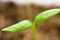 Young pepper plants growing in greenhouse. Royalty Free Stock Photo