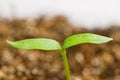 Young pepper plants growing in greenhouse. Royalty Free Stock Photo