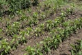 Young pepper plants