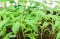 Young pepper seedlings Royalty Free Stock Photo