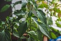 Young pepper seedlings and dying flowers in container on window sill. Vegetables disease, dried flowers