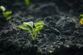 Young pepper seedlings growing in the soil at farm Royalty Free Stock Photo