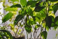 Young pepper seedlings, peppers and flowers in container on window sill. Growing vegetables, pepper sprouts from seeds at home. Royalty Free Stock Photo