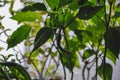 Young pepper seedlings, peppers and flowers in container on window sill. Growing vegetables, pepper sprouts from seeds at home. Royalty Free Stock Photo