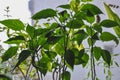 Young pepper seedlings, peppers and flowers in container on window sill. Growing vegetables, pepper sprouts from seeds at home. Royalty Free Stock Photo