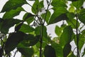 Young pepper seedlings, peppers and flowers in container on window sill. Growing vegetables, pepper sprouts from seeds at home. Royalty Free Stock Photo