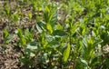 Young Peppermint sprouts