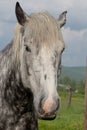 Young Percheron Draft Horse Royalty Free Stock Photo