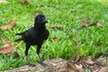 A young, perky black crow, bounces upon a small log, in a lovely green park.