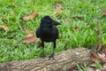 A young, perky black crow, standing upon a small log, in a lovely green park.