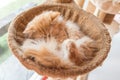 Young persian cat lying in a basket Royalty Free Stock Photo