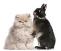 Young Persian cat and rabbit in front of white background Royalty Free Stock Photo