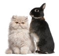 Young Persian cat and rabbit in front of white background Royalty Free Stock Photo