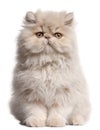 Young Persian cat sitting