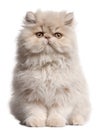 Young Persian cat sitting in front of white background Royalty Free Stock Photo