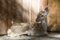 Young Persian fallow deer fawn is resting