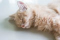 Young Persian kitten sleeping face on the tile floor at home Royalty Free Stock Photo