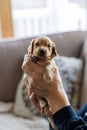 Small puppy in the hand of a person