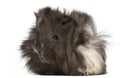 Young Peruvian guinea pig, 2 months old Royalty Free Stock Photo